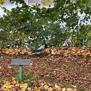 Hooded Crow