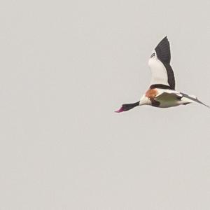 Common Shelduck