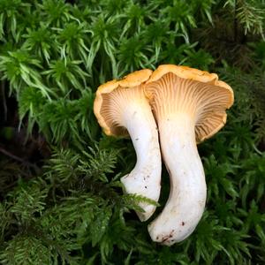 Chanterelle, Common