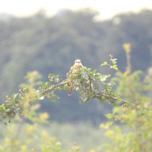 Red-backed Shrike