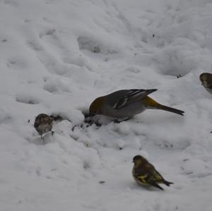 Pine Grosbeak