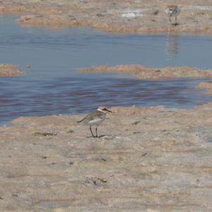 Kentish Plover