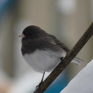 Dark-eyed Junco