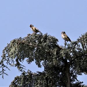 European Goldfinch