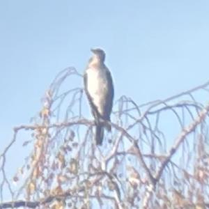 Great Cormorant