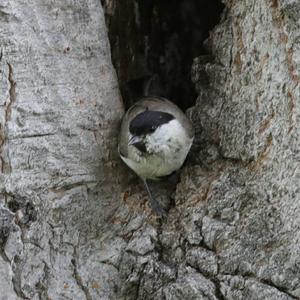 Willow Tit