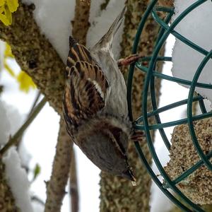 House Sparrow