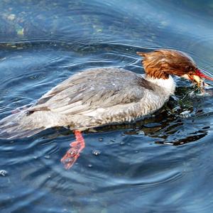 Common Merganser