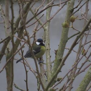 Great Tit