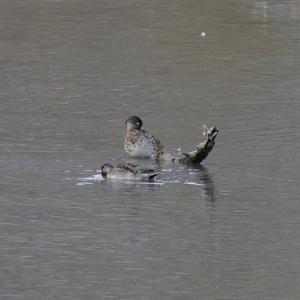 Common Teal