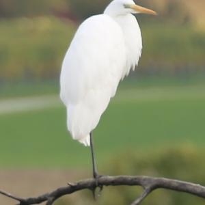 Great Egret