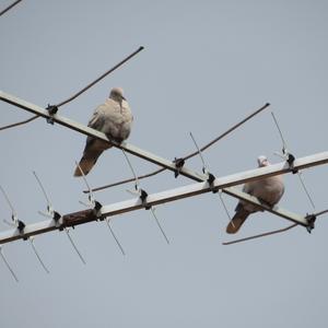 Eurasian Collared-dove