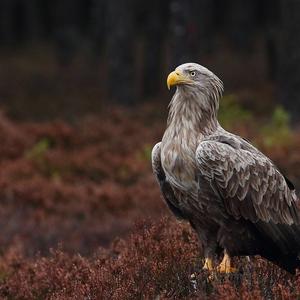 White-tailed Eagle