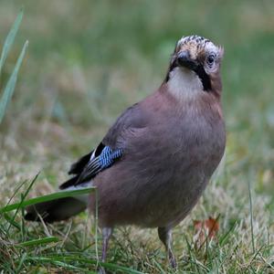 Eurasian Jay