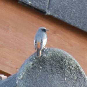 Black Redstart