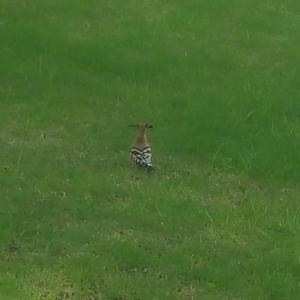 Eurasian Hoopoe