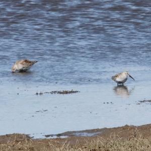 Dunlin