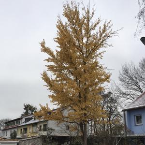 Ginkgobaum