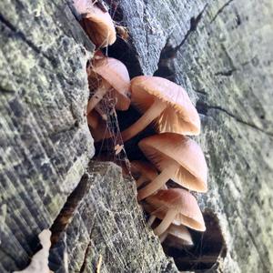 Bleeding Mycena