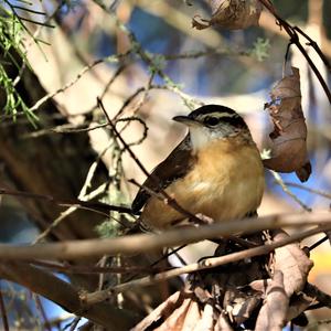 Carolina Wren