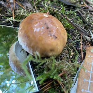 Summer Bolete