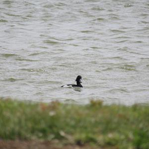 Tufted Duck