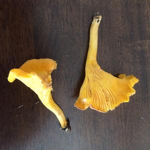 Chanterelle, Common