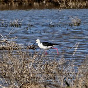 Black-winged Stilt