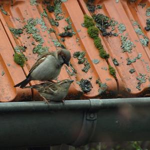 House Sparrow