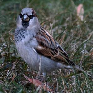 House Sparrow