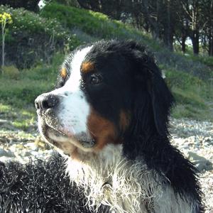 Bernese Mountain Dog