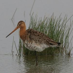 Black-tailed Godwit