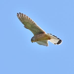 Common Kestrel