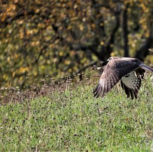 Mäusebussard