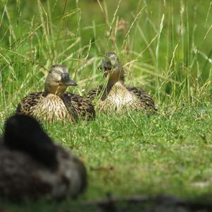 Stockente
