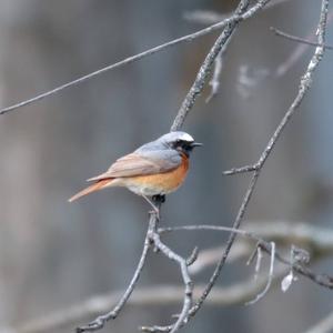 Common Redstart