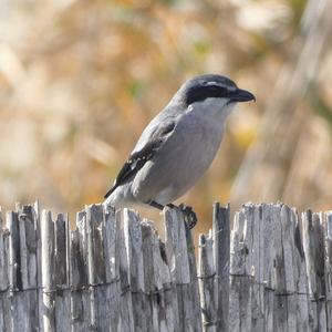 Great Grey Shrike