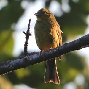 Yellowhammer