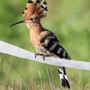 Eurasian Hoopoe