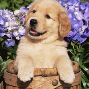 Retriever (Golden)