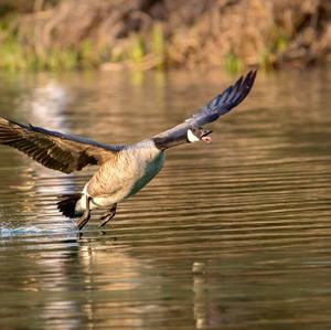 Canada Goose