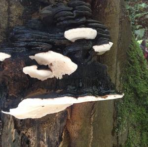 Tinder Polypore