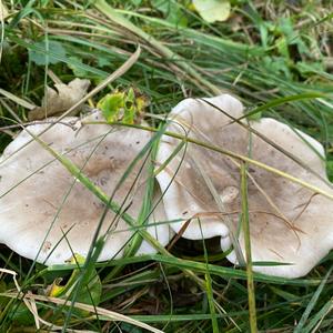 Cloudy Clitocybe