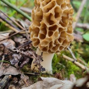 Yellow Morel