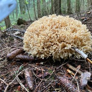 Rooting Cauliflower Mushroom