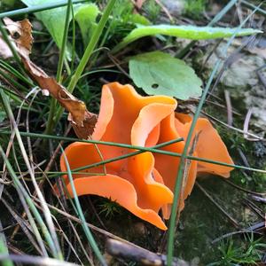 Orange Peel Fungus