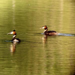 Great Crested Grebe