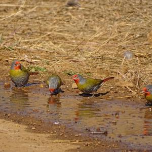 Green-winged Pytilia