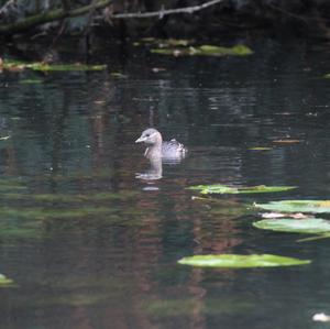 Little Grebe