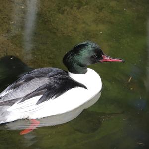 Common Merganser